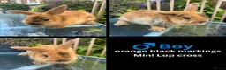Mini Lop rabbits for sale: Mini lop / Mini lop cross orange / black bunnies - Advert 31