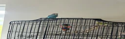 Budgerigars birds for sale: Super friendly, hand-tamed, mixed pair of Budgies in Newport - Advert 7
