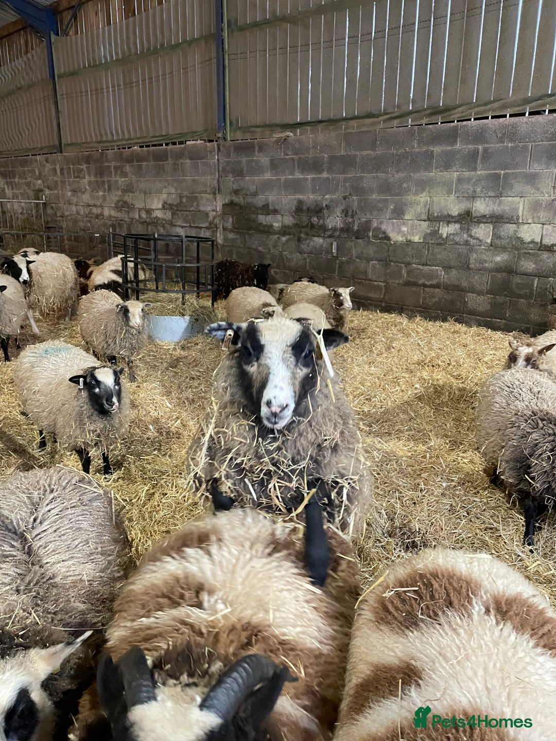 Sheep livestock for sale: Shetland wethers - Advert 5