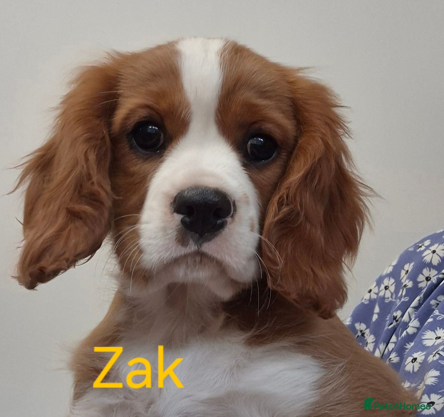 Cavalier King Charles Spaniel dogs QUALITY KC REGISTERED CAVALIERS  - Advert 4