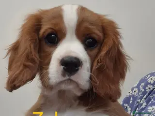 Cavalier King Charles Spaniel dogs QUALITY KC REGISTERED CAVALIERS - Advert 1