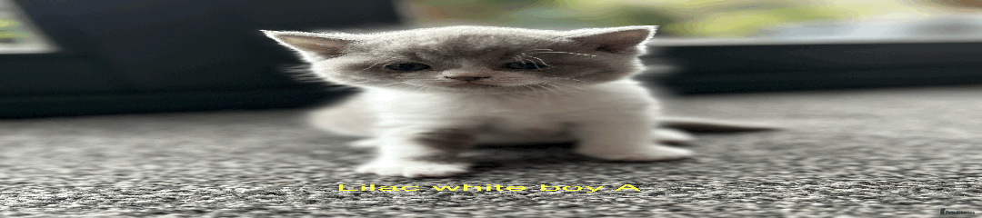 British Shorthair Kitten 1