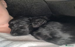 Cockapoo dogs for sale: F1bb mini cockapoo puppies  - Image 29