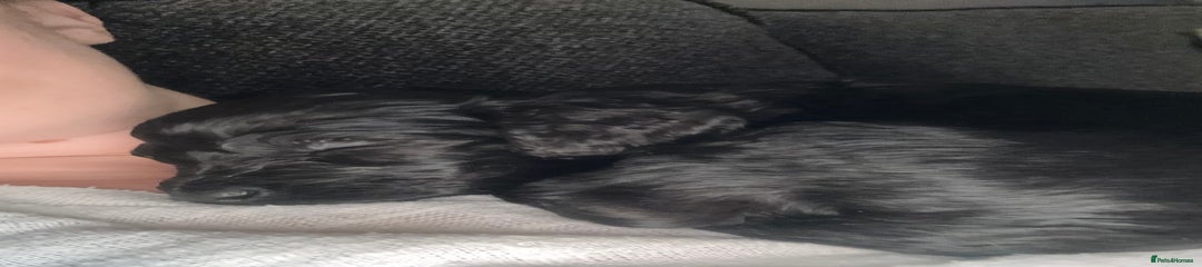 Cockapoo Puppy 7