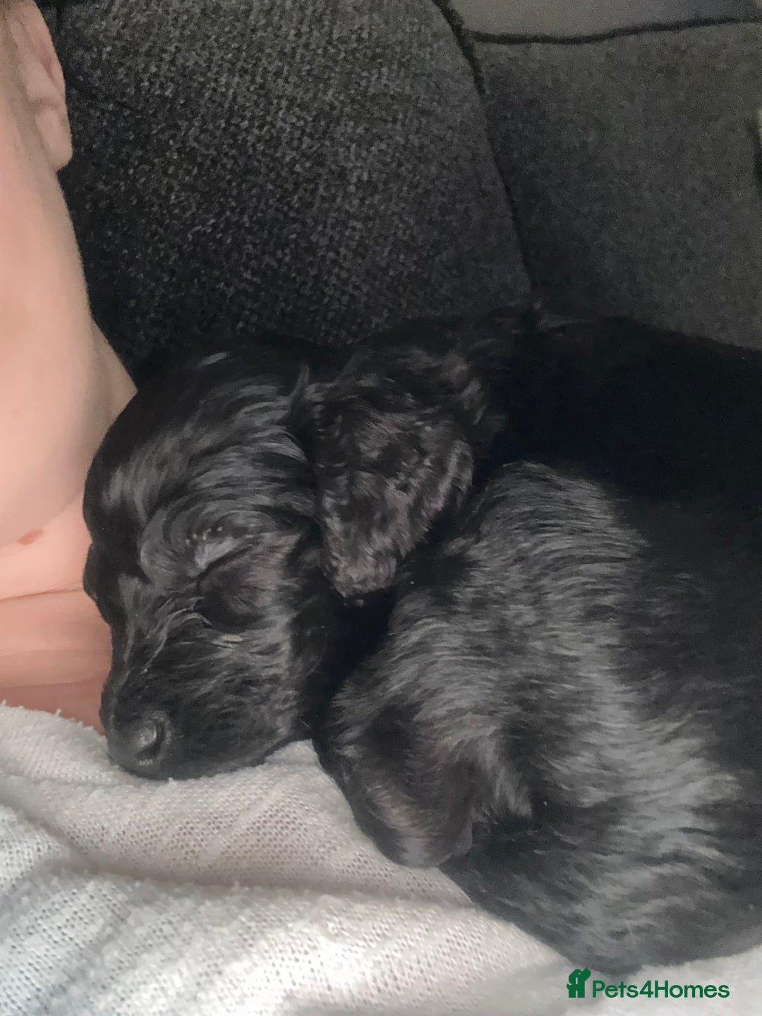 Cockapoo dogs for sale: F1bb mini cockapoo puppies  - Image 29