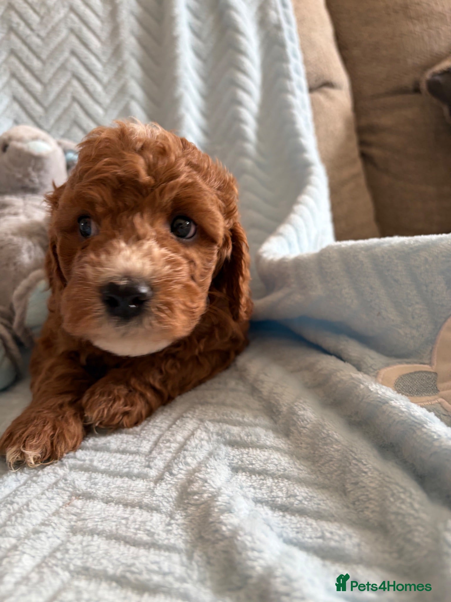 Cavapoo dogs Gorgeous F1B Cavapoo puppies - Advert 1
