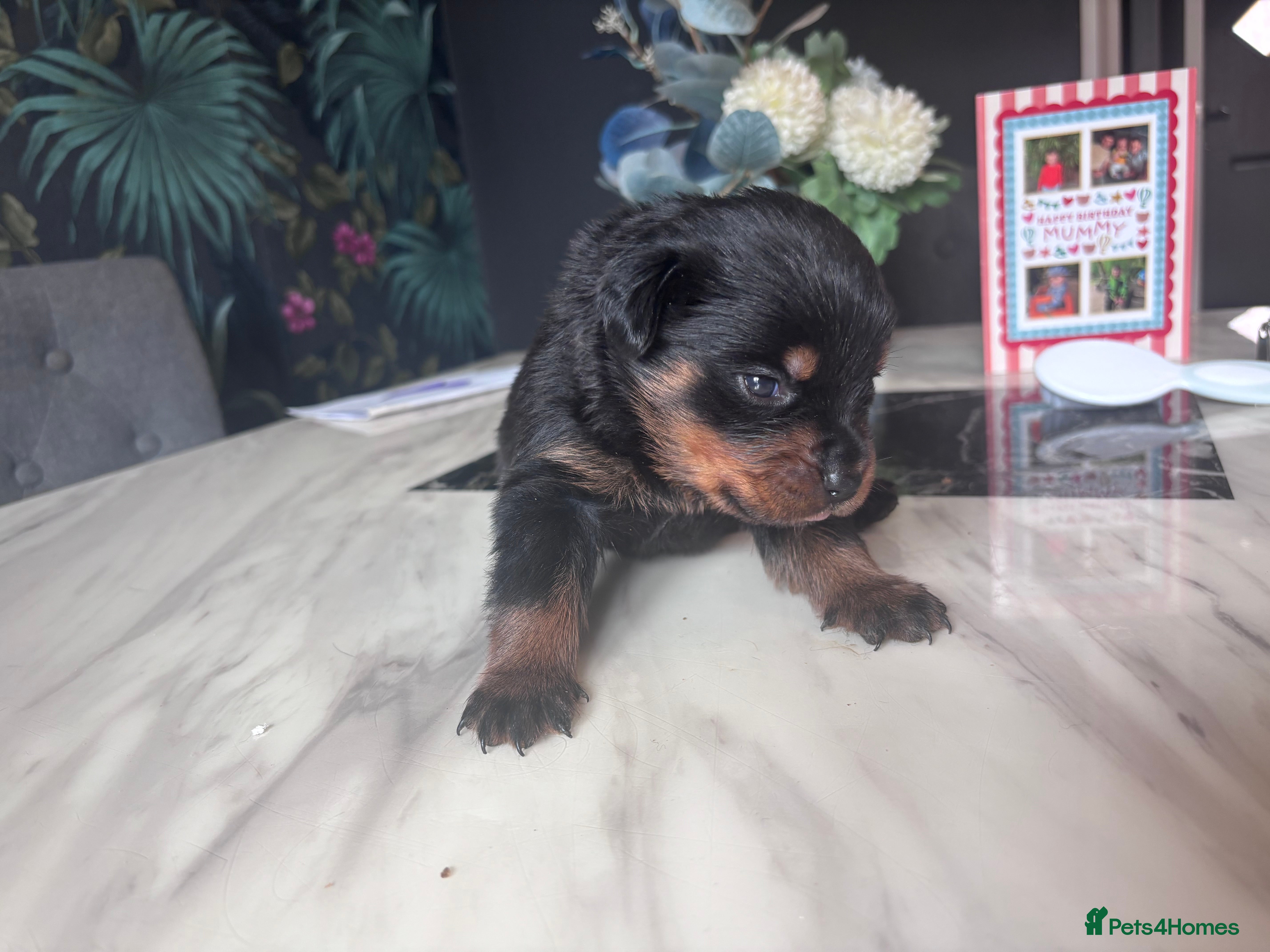 Rottweiler dogs ELITE KC REGISTERED GERMAN ROTTWEILER PUPPIES  - Advert 2