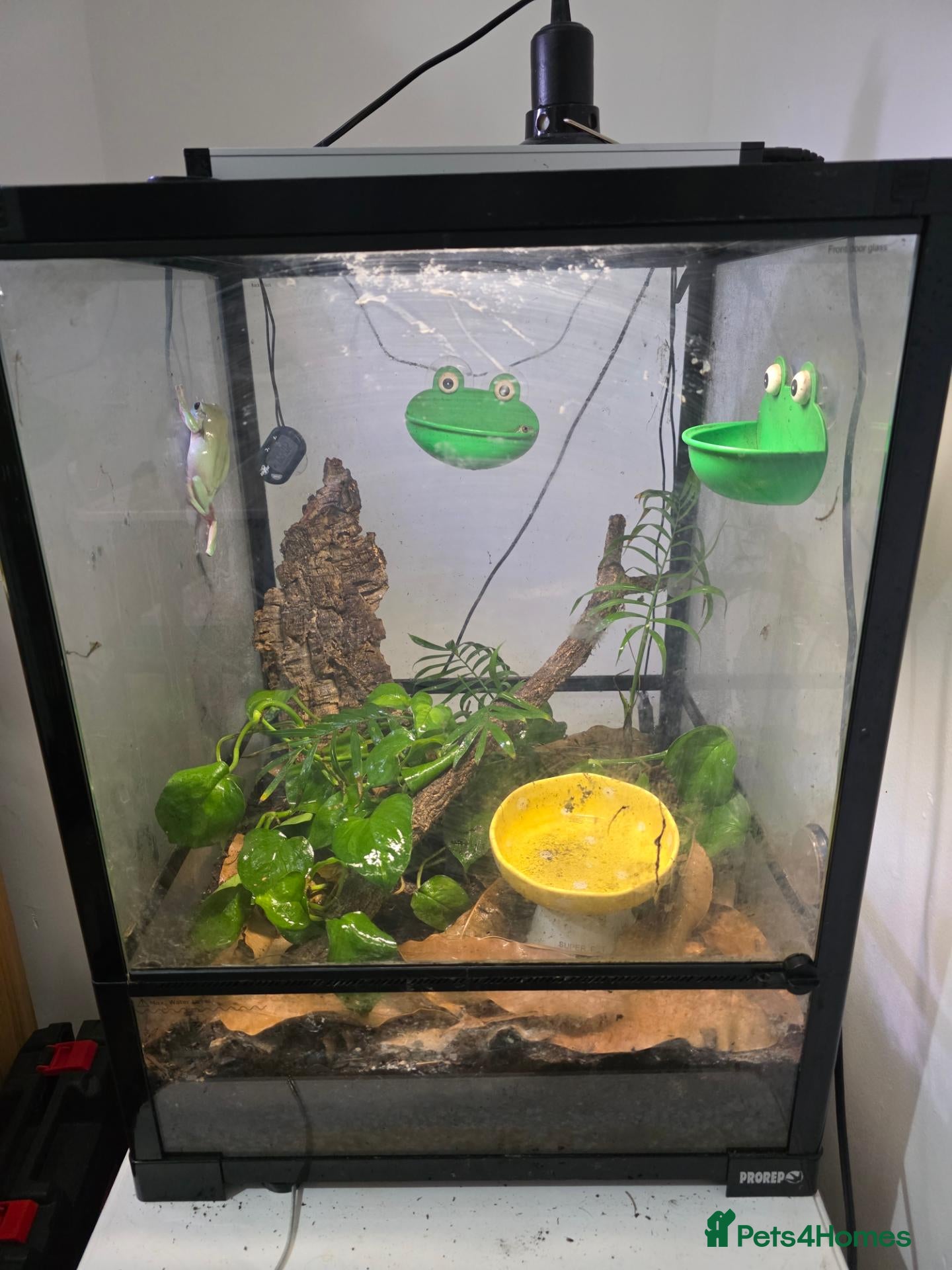 Frog reptiles for sale: White's tree frogs - Advert 1