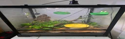 Frog reptiles for sale: White's tree frogs in Birkenhead - Advert 1