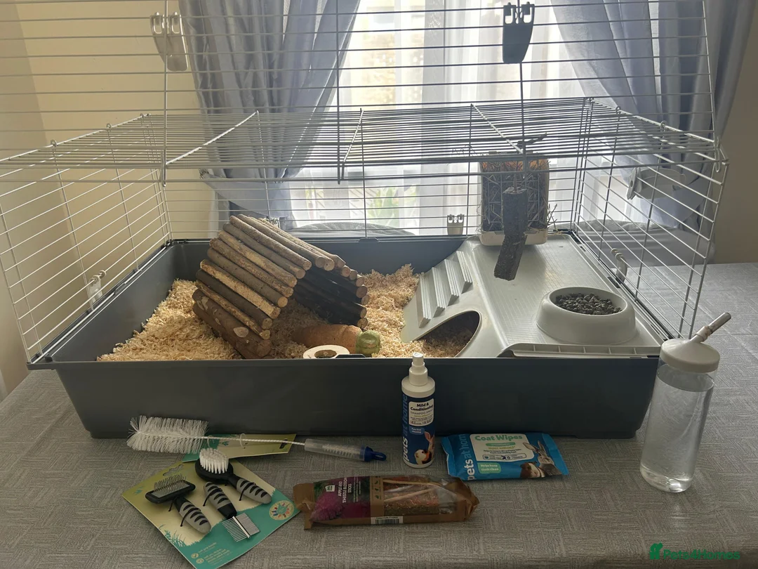 Guinea Pig rodents for sale: 2 beautiful Male Guinea Pigs  - Advert 8