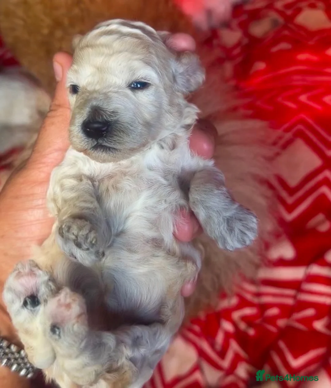 Toy Poodle dogs for sale: Toy poodles - Advert 2