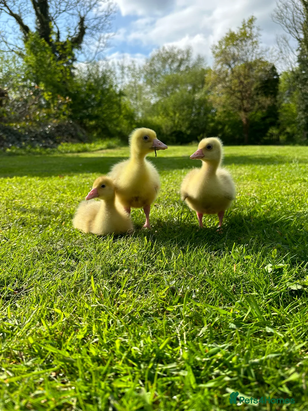 Geese poultry for sale: Goslings available soon  - Advert 1