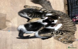 Domestic Shorthair cats for sale: Beautiful Female kitten  - Image 8