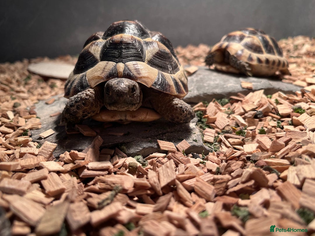 Tortoise reptiles for sale: pair of Spur-Thighed tortoises  - Advert 4