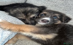 German Shepherd dogs for sale: Ready now 🥰 GSD puppies health tested parents - Image 3