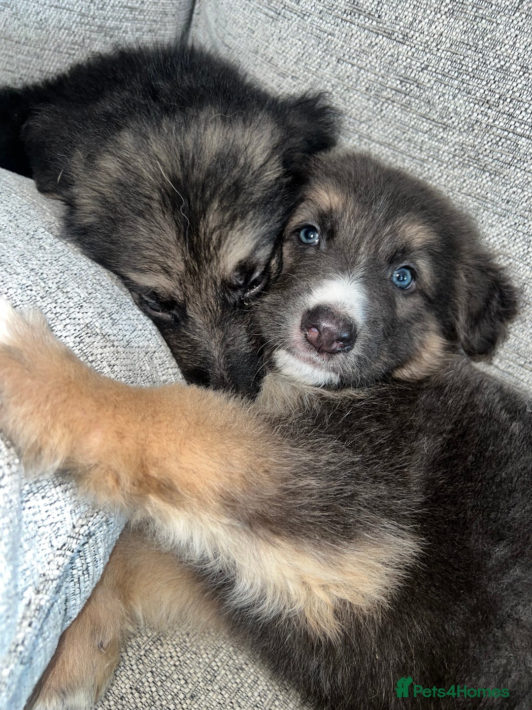 German Shepherd dogs for sale: Ready now 🥰 GSD puppies health tested parents - Image 3