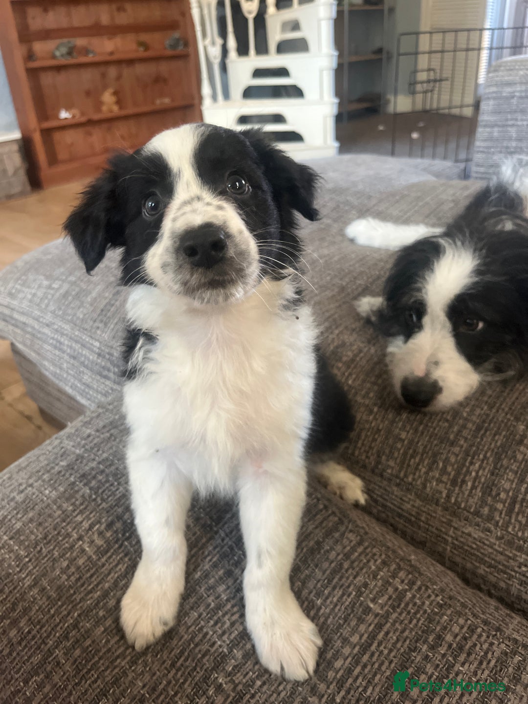 Border Collie dogs for sale: Border collie pup all white girl. - Image 2