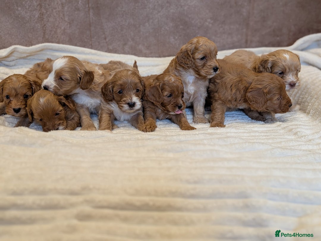 Cavapoo dogs for sale: Beautiful F1b cavapoo puppies health tested - Advert 3