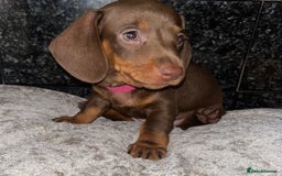 Miniature Dachshund dogs for sale: READY TO LEAVE BLACK/TAN MINIATURE DACHSHUND KC  - Image 5