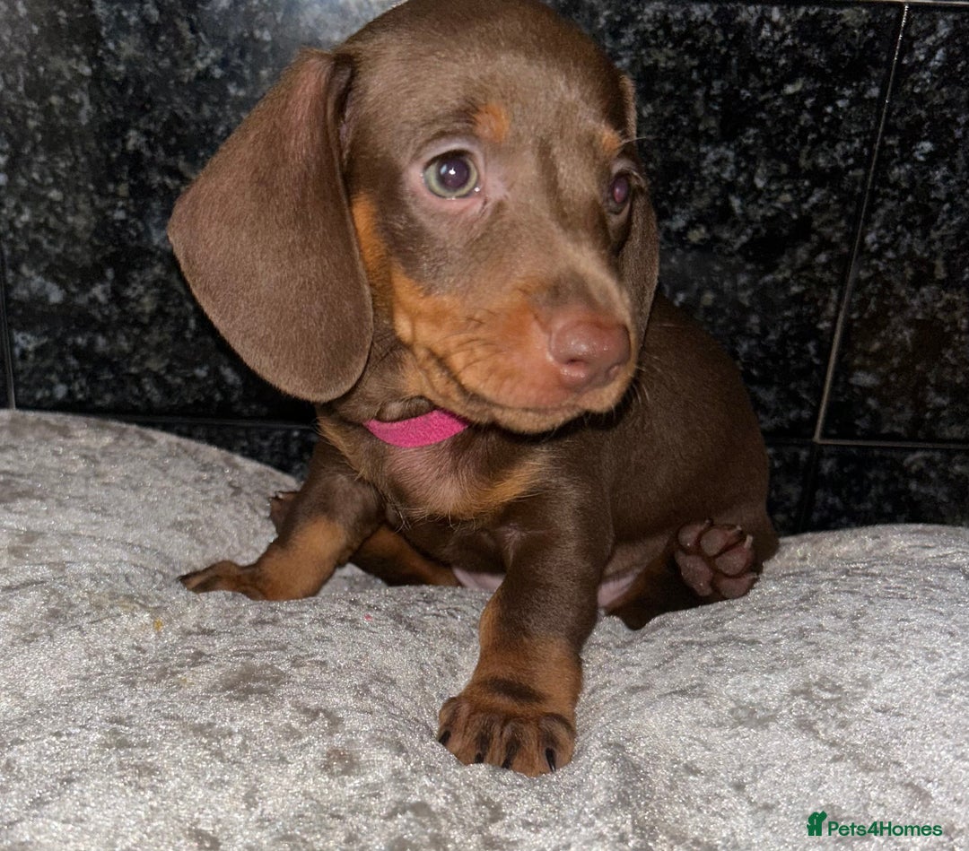 Miniature Dachshund dogs for sale: READY TO LEAVE BLACK/TAN MINIATURE DACHSHUND KC  - Image 5
