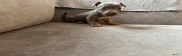 Jack Russell dogs for sale: Miniature Jack Russell  - Advert 7