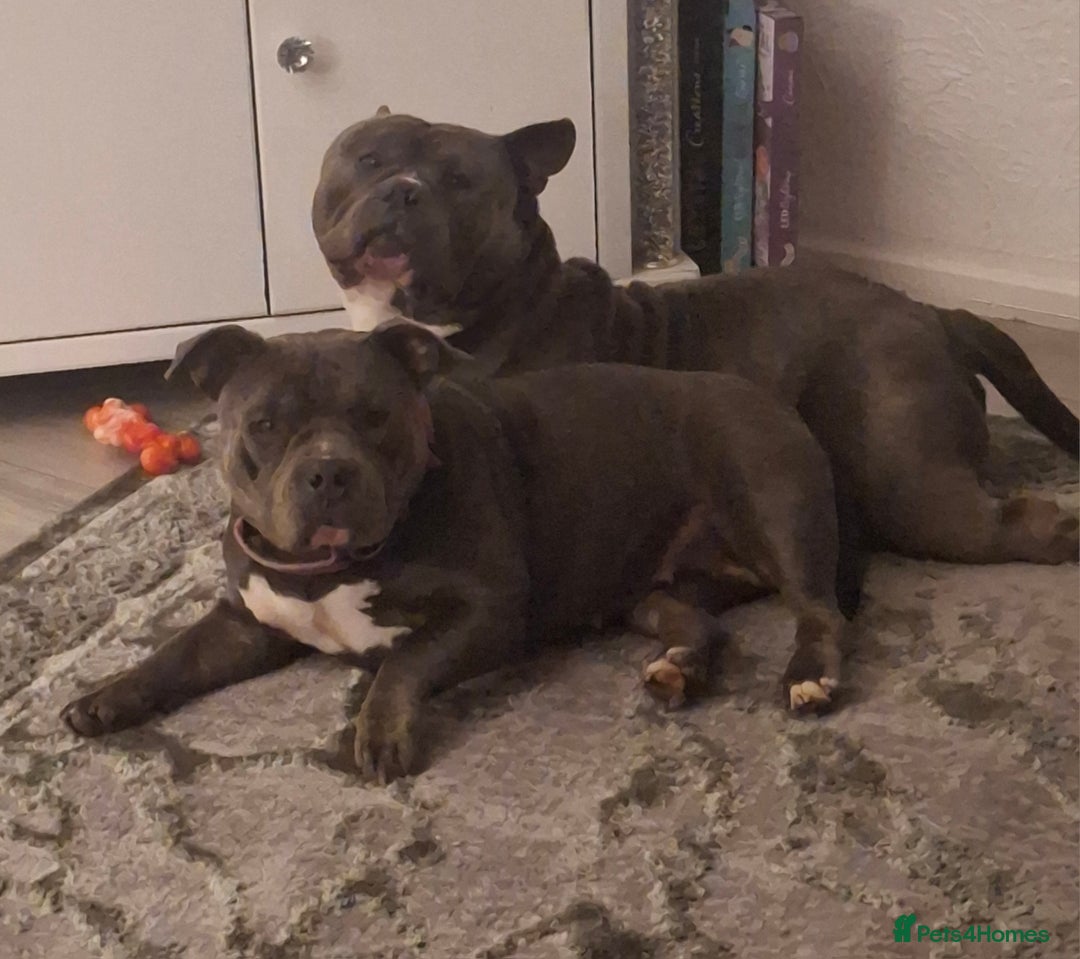 American Bully dogs for sale: Micro pocket bully  - Advert 3