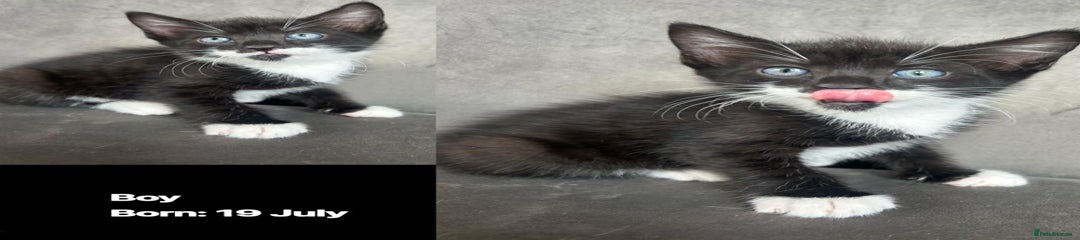 Domestic Shorthair Kitten 3