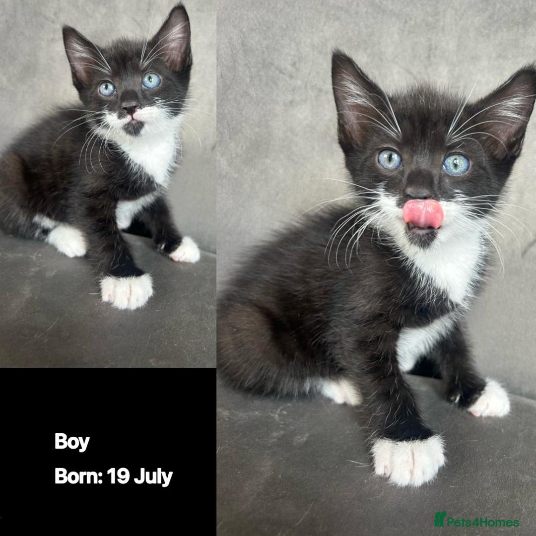 Domestic Shorthair cats for sale: Kittens - Image 6