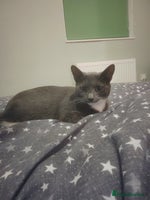 Mixed Breed cats - Advert 8