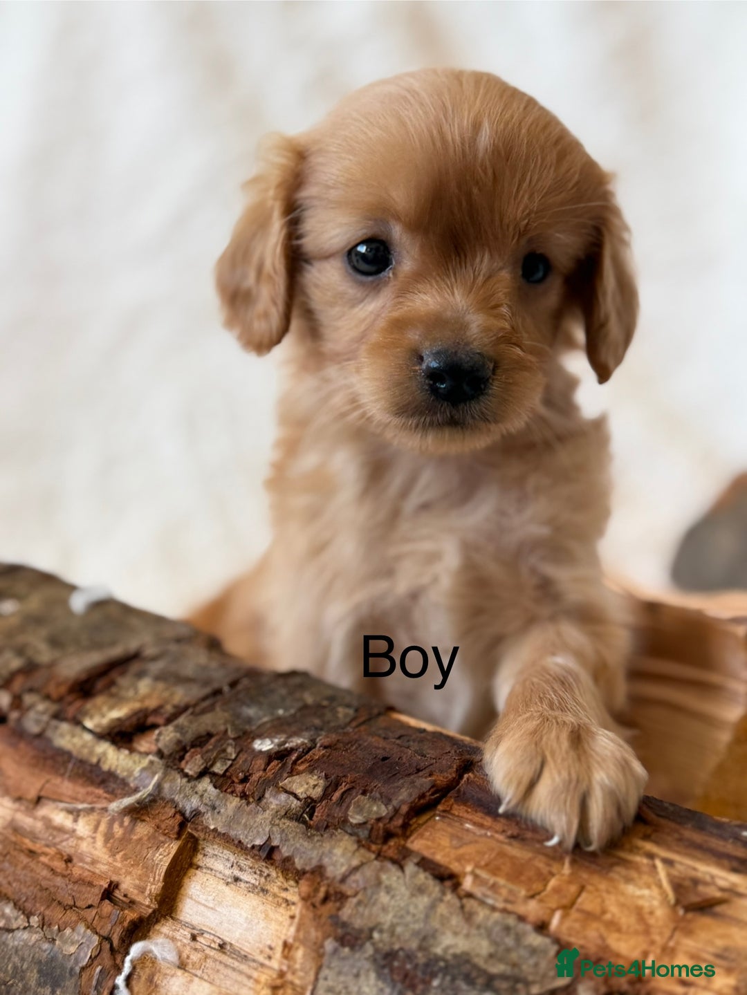 Cavapoo dogs for sale: Cavapoo *Licensed* Ready 2nd Dec. - Advert 3
