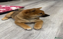 Japanese Shiba Inu dogs for sale: Japanese Shiba Inu  - Advert 12