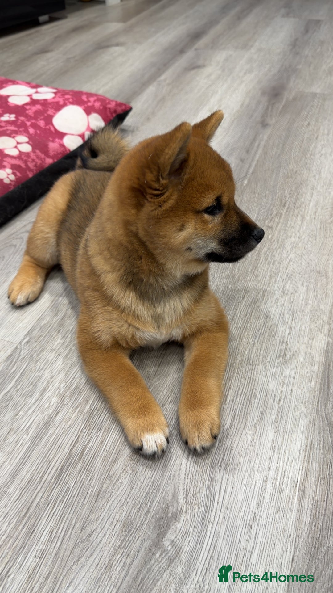 Japanese Shiba Inu dogs for sale: Japanese Shiba Inu  - Advert 12