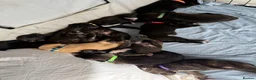 Mixed Breed dogs for sale: Mali x American bull dog puppies  - Advert 17
