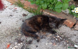 European cats for sale: Kitten  - Image 6
