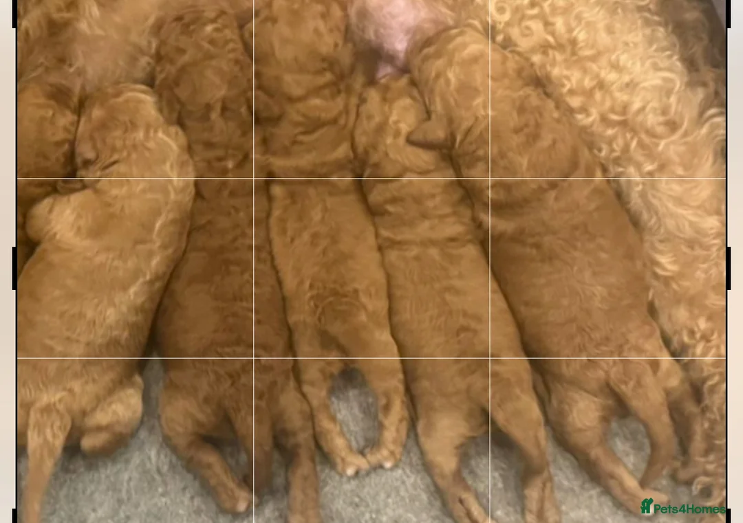 Goldendoodle dogs for stud: Goldendoodle Standard size (proven)  in Manchester - Advert 40