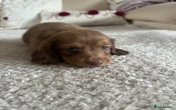 Miniature Dachshund dogs for sale: Top quality long haired miniature dachshunds  - Image 2