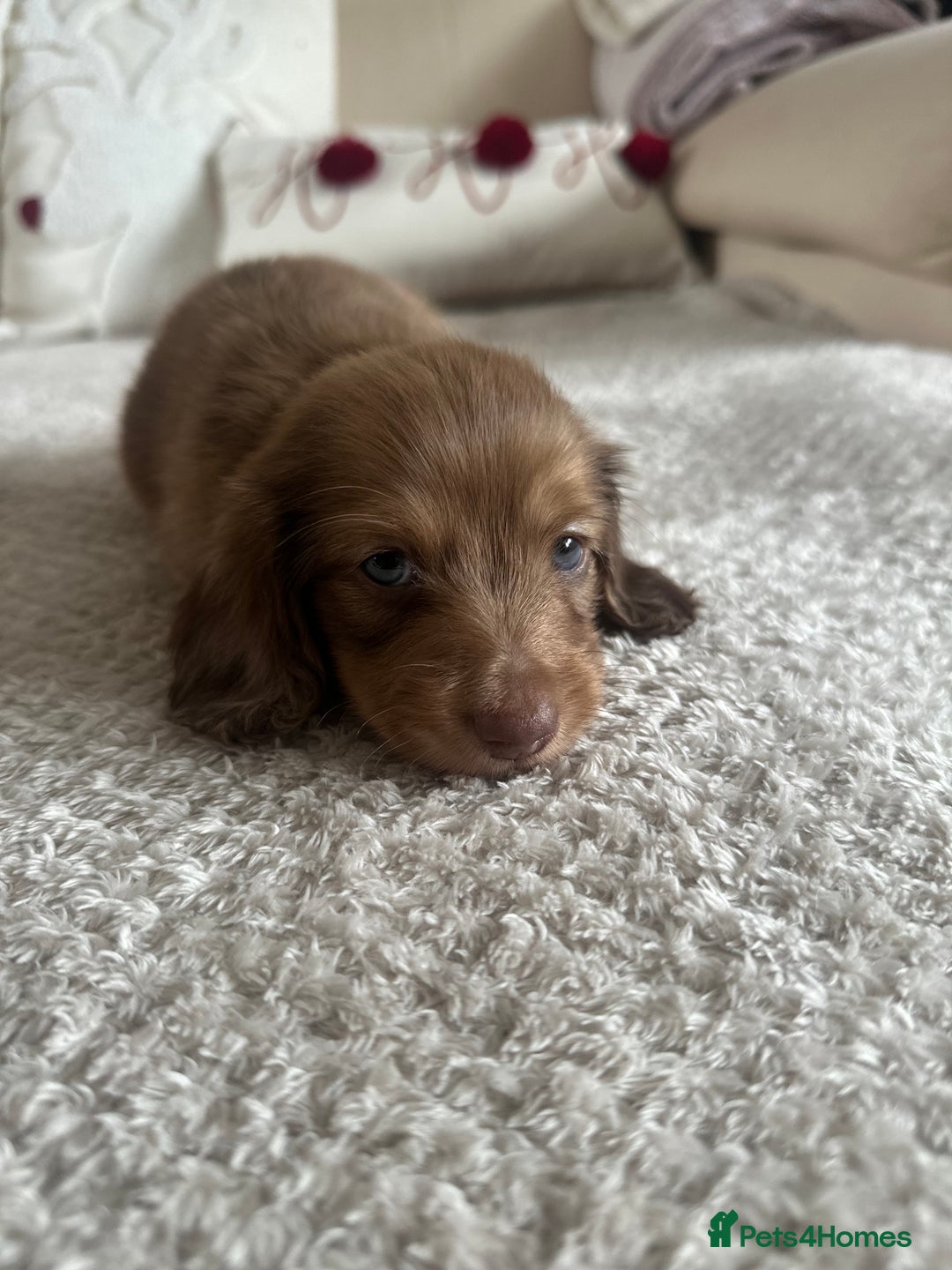 Miniature Dachshund dogs for sale: Top quality long haired miniature dachshunds  - Image 2