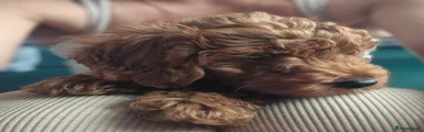 Cavapoo 2