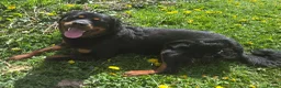 Rottweiler dogs for stud: Rottweiler at stud ( long haired )  - Advert 8