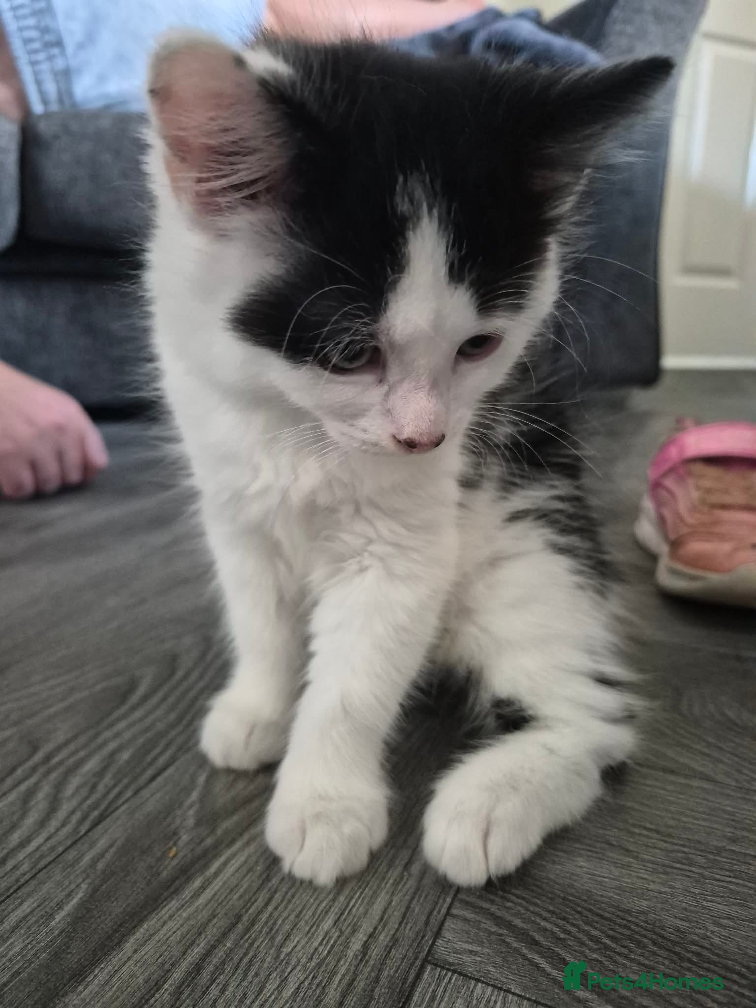 Mixed Breed cats Black and white kitten - Advert 1