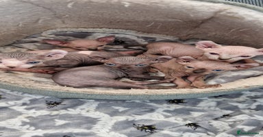 Sphynx cats - Advert 4