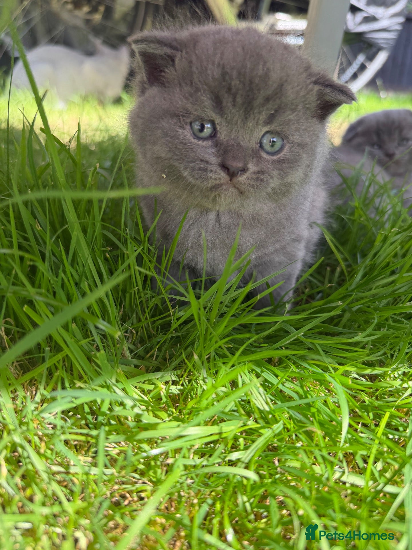British Shorthair cats 👌❤️Reduced price ❤️❤️❤️British shorthair  - Advert 2