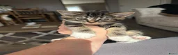 Domestic Shorthair cats for sale: Gorgeous little kittens looking for a forever home - Advert 21