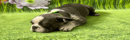 French Bulldog dogs for sale: KC Registered French Bulldog Puppies Ready  - Advert 3