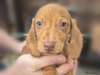 Miniature Dachshund dogs !!!Minature Dachshunds For Sale!!! - Advert 3