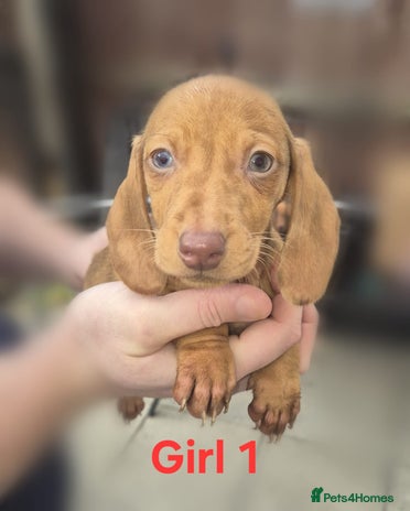 Miniature Dachshund dogs !!!Minature Dachshunds For Sale!!! - Advert 4