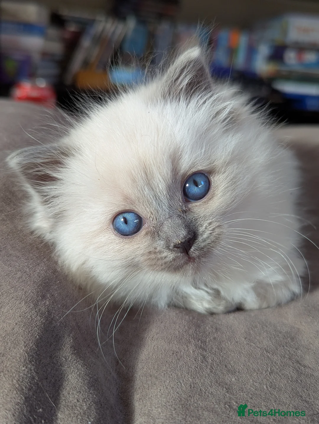 Ragdoll cats for sale: Solo the singleton 😻 - Advert 1