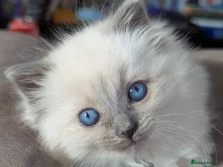 Ragdoll cats Solo the singleton 😻 - Advert 9