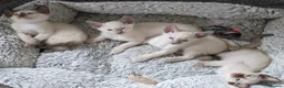 Siamese cats for sale: Stunning siamese girls in Ipswich - Advert 2