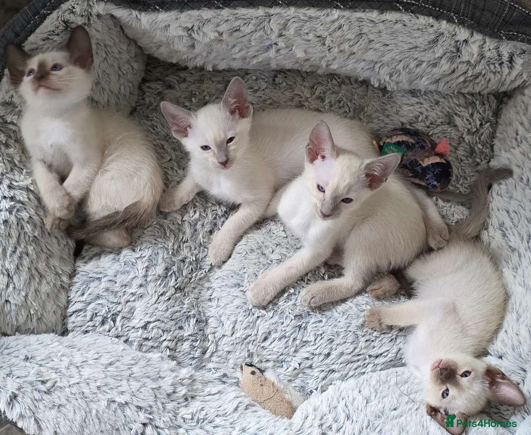 Siamese cats for sale: Stunning siamese girls in Ipswich - Advert 2